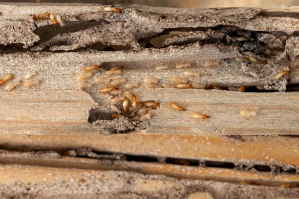 Best Pest Removal Services  in Fort Hall, ID